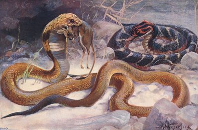 Cobra og puffer, illustration fra 