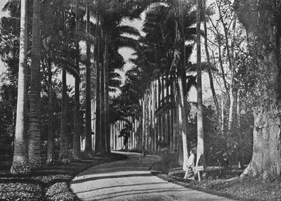 Kålpalmer i Peradeniya Gardens, c1890, 1910 af Alfred William Amandus Plate