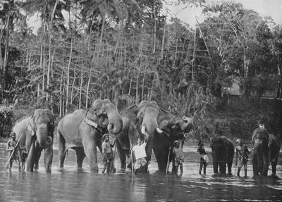 Hellige elefanter bader i Mahaweli Ganga ved Katugastota, c1890, 1910 af Alfred William Amandus Plate