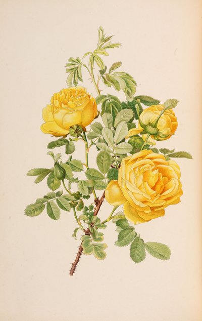 Illustration fra slægten rosa af Ellen Willmott, 1914. af Alfred William Parsons