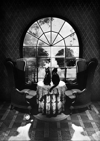 Mystiske sorte katte af Ali Gulec