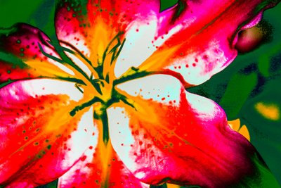 California Lily, 2016 (håndmalet fotografi) af Alice Gur-Arie