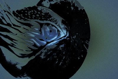 Nautilus, 2018 (håndmalet fotografi) af Alice Gur-Arie