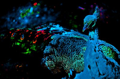 Der Pfau der Prinzessin von Alice Gur-Arie