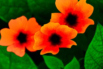 Tre i skoven, 2013 (håndmalet fotografi) af Alice Gur-Arie