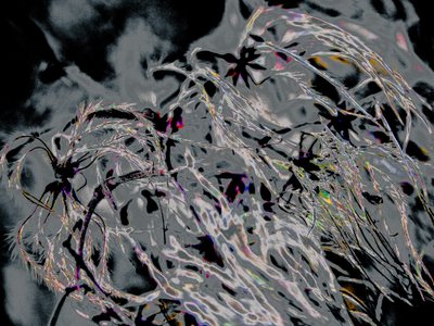 Countryfile, 2015 (fotografi) af Alice Gur-Arie