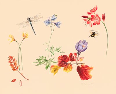 Efterårsblomster og insekter af Alison Cooper