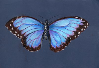 Blue Morpho Butterfly, 2019 (pastel) af Alison Cooper