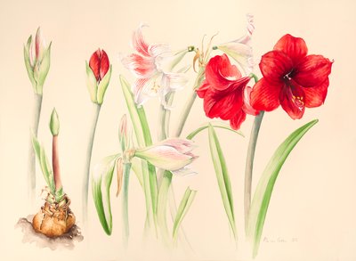 Hippeastrums i januar, 2016, akvarel af Alison Cooper