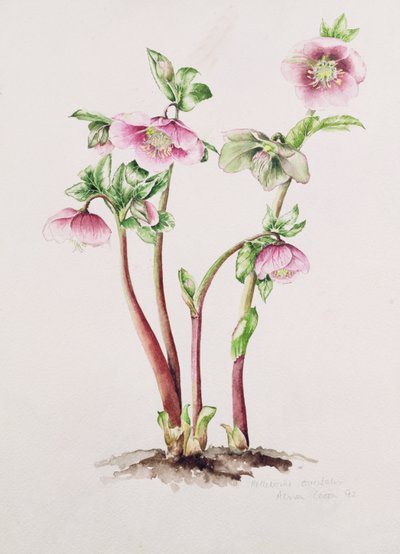 Fastelavnsrose: Helleborus orientalis (akvarel) af Alison Cooper