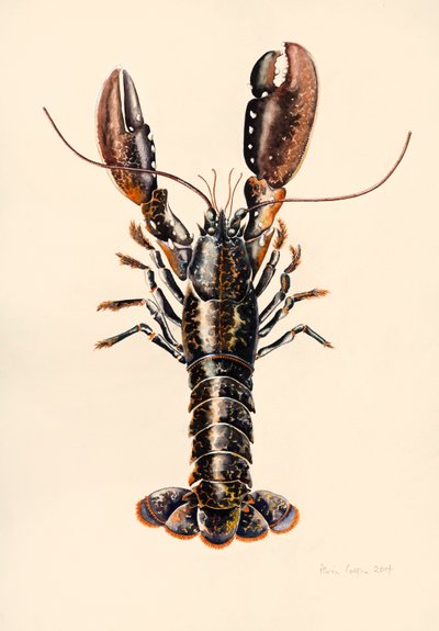 Hummer fra Solva, 2014, akvarel af Alison Cooper