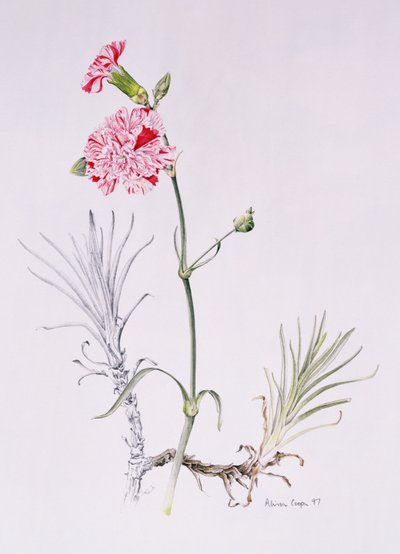 Old Variety of Dianthus, 1997 (wc på papir) af Alison Cooper