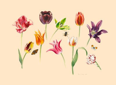forårstulipaner og insekter af Alison Cooper