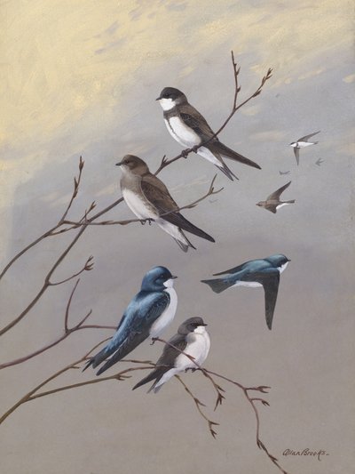 Svalen af Allan Brooks af Allan Brooks