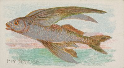 Flying Fish, from the Fish from American Waters series N8 for Allen & Ginter Cigarettes ..., 1889. dani af Allen and Ginter