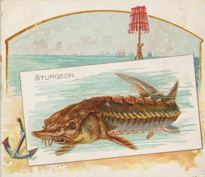 Sturgeon, fra Fish fra American Waters serie N39 til Allen & Ginter Cigarettes, 1889. af Allen and Ginter