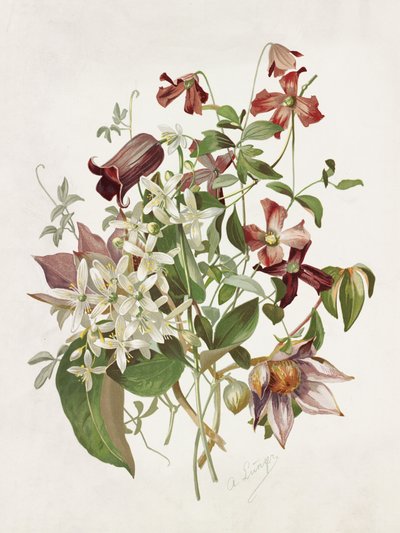 Clematis af Alois Lunzer