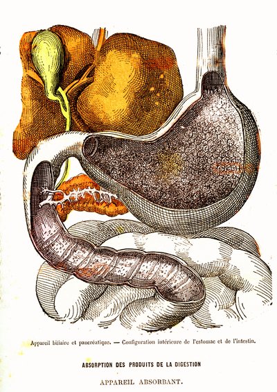 Biliary and Pancreatic System - Normal Life & Health af J. Rengade-Tegning af A. Demarle 1881 af Alphonse Demarle