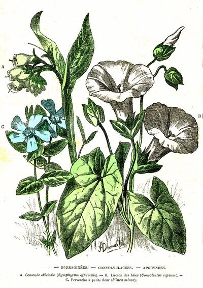 Borraginees, Convolvulacees, Apocynees: Natural Creation and Levende væsener. Tegning af A. Demarle. 1885 af Alphonse Demarle