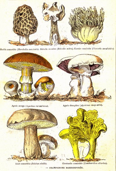 Svampe Basidiosporer: Naturlige skabelse og levende væsener (De Jules Rengade). Tegning af A. Demarle. 1885 af Alphonse Demarle