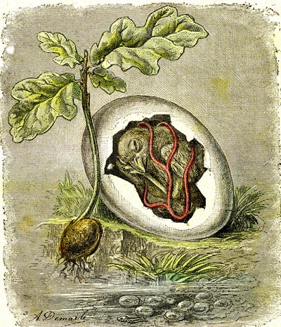 Natur. Æg og frø: Første tilstand af organiserede væsener. Naturlig skabelse og levende væsener. (J. Rengade) tegning af A. Demarle. 1885 af Alphonse Demarle