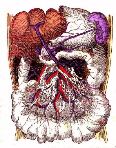 Organer for intestinal absorption - J. Rengades normale liv og helbred. Tegning af A. Demarle 1881 af Alphonse Demarle