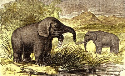 Esihistoria-mioseenikausi: Oikealta vasemmalle: Dinotherum ja Mastodonte. Luonnollinen luomus ja elävät olennot. Piirustus A. Demarle. 1885 af Alphonse Demarle