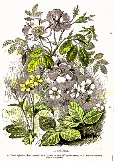 Rosacees - Naturlig skabelse og levende væsener: Tegning af A. Demarle. 1885 af Alphonse Demarle