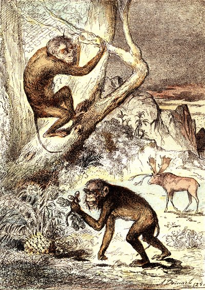 De katarhinske aber (miocæn periode): Semnopitheques. J. Rengades naturlige skabelse og levende væsener. Tegning A. Demarle af Alphonse Demarle