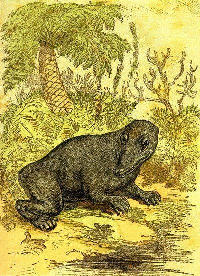 Labyrintodonten (Amfibie): Amfibie fra kulperioden. Naturlig skabelse og levende væsener. Tegning A. Demarle 1885 af Alphonse Demarle