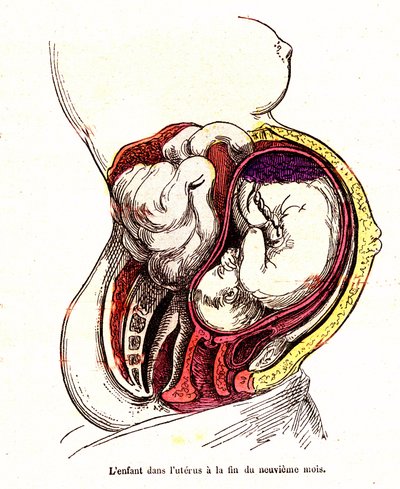 Barnet i livmoderen (slutningen af 9. måned) - J. Rengades normale liv og helbred- Tegning A.Demarle 1881 af Alphonse Demarle
