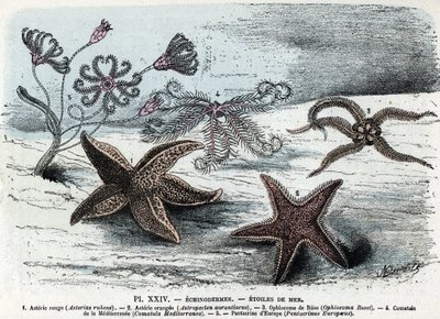 Zoologisk bestyrelse; pighuder, havstjerner (asterier, ophiokom, comatum og pentacrin) (Zoologisk plade: søstjerner) Indgravering fra "" L