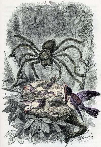 Zoologisk kort: arachnid, avicular mygalus overraskende en fuglefluered (Zoologisk plade: arachnid, Avicularia) Indgravering fra "Man and Nature" af Rengade af Alphonse Demarle