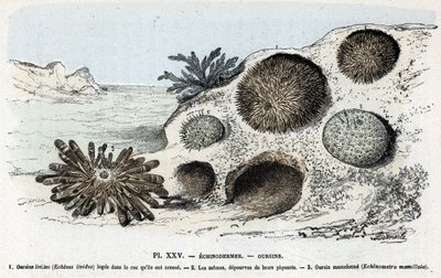 Zoologisk kort: pighuder, urchins (Zoologisk plade: pighuder, søpindsvin) Indgravering fra "" L