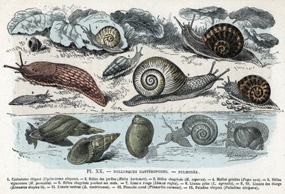 Zoologisk diagram; gasteropoder bløddyr, lunger (cyclostoma, helice af haver og sorg, rød snegl, grå snegl, limnee, planorb, paludine...) (Zoologisk plade: gastropod bløddyr såsom Slug, cyclostoma, planorb, limnea) Indgravering fra "" L