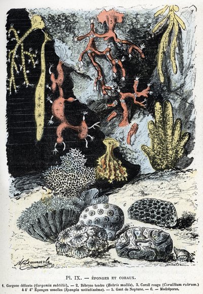 Zoologisk diagram: svampe og koraller (gorgone, bebryce, koraller, svampe, neptunhandske (Zoologisk plade: Havsvampe og koraller) Gravering fra "" L