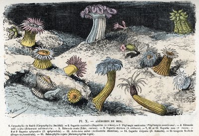 Zoologisk plade: søanemoner (Zoologisk plade: søanemoner) Indgravering fra "" L