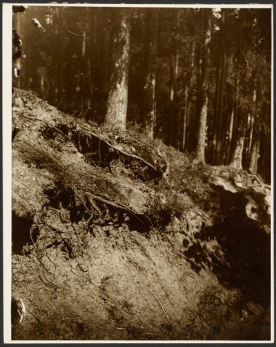 [Undersøgelse af opgravede rødder fra et træ, der er blottet fra siden af en bakke]. af Alphonse Maria Mucha