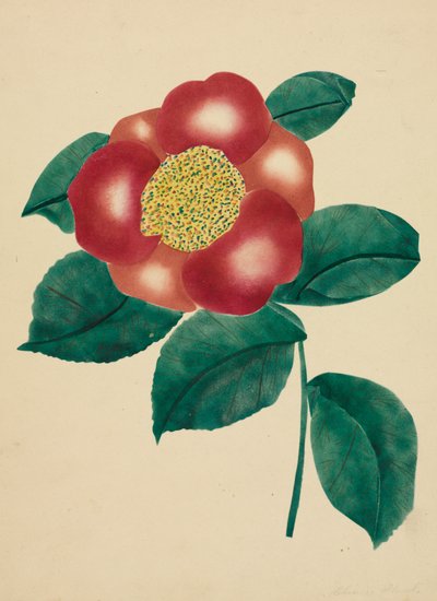 Kinesisk blomst (akvarel) af Altha Mary Nims