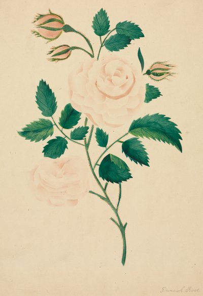 Damask Rose (akvarel) af Altha Mary Nims