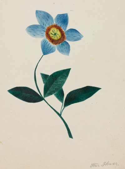 Stjerneblomst (akvarel) af Altha Mary Nims