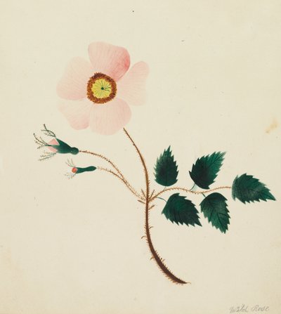 Vild rose (akvarel) af Altha Mary Nims