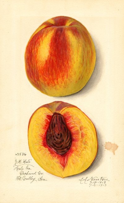 Ferskner ( Prunus persica: J.H. Hale) (akvarel) af Amanda Almira Newton