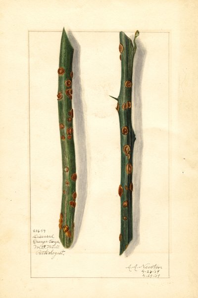 To syge kviste af appelsintræ (Citrus sinensis) (akvarel) af Amanda Almira Newton