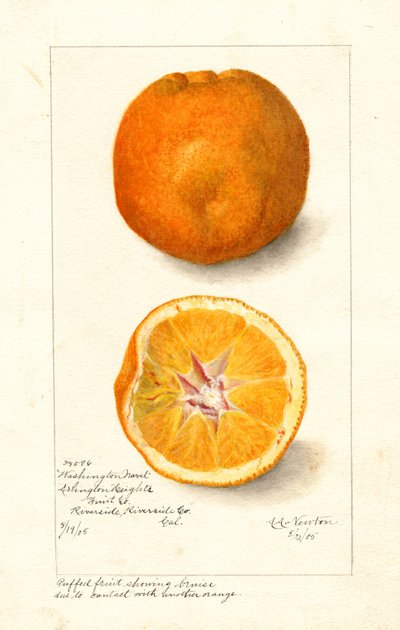 Washington Navel Appelsiner ( Citrus sinensis) (akvarel) af Amanda Almira Newton