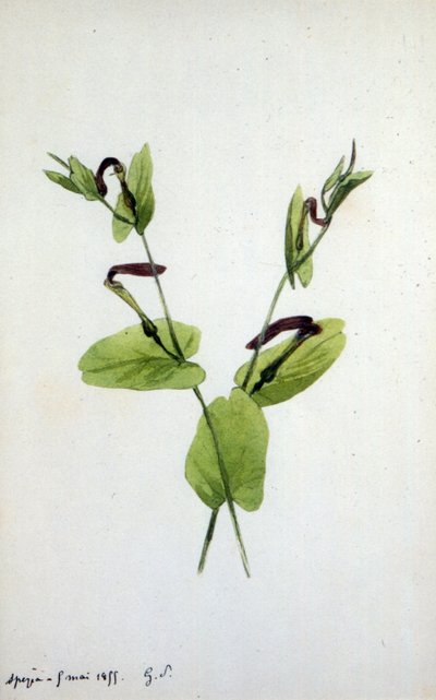 Aristolochia en stor planteslægt af familien Aristolochiaceae (akvarel) af Amantine Dupin