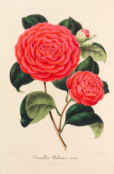 Ny ikonografi af Camellias, 1850-1860. af Ambroise Alexandre Verschaffelt