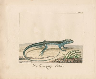 Blåhovedet skink (håndkoloreret kobberstik) af Ambrosius Gabler