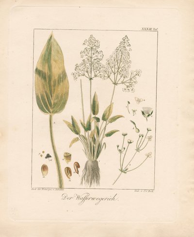 Almindelig vandplante (håndkoloreret litografi) af Ambrosius Gabler