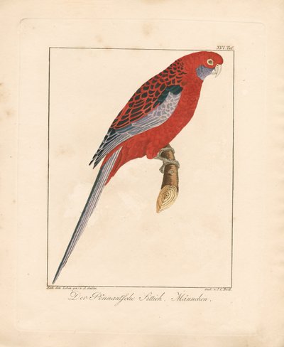 Crimson Rosella, mand (håndkoloreret litografi) af Ambrosius Gabler